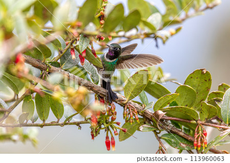 Tourmaline sunangel (Heliangelus exortis), species of hummingbird. Cundinamarca department. Wildlife and birdwatching in Colombia 113960063