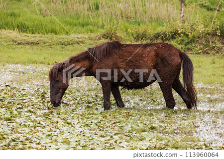 Emaciated Ethiopian horse grazes on a wetland meadow. Amhara Region, Ethiopia Emaciated Ethiopian horse grazes on a wetland meadow. Amhara Region, Ethiopia 113960064