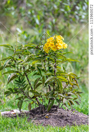 Tecoma stans, Tecoma stans, yellow trumpetbush, yellow bells or yellow elder. Tocancipa, Cundinamarca Departement, Colombia 113960072