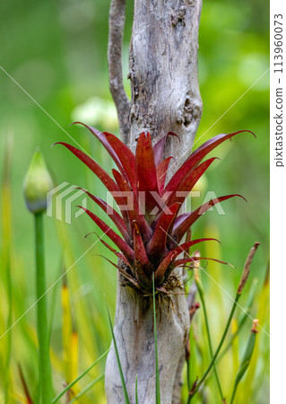 Tillandsia fendleri, species of flowering plant. Cundinamarca Department, Colombia 113960073