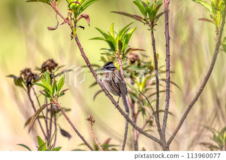 Rufous-collared sparrow or Andean sparrow (Zonotrichia capensis), Cundinamarca department. Wildlife and birdwatching in Colombia Rufous-collared sparrow or Andean sparrow (Zonotrichia capensis), Cundinamarca department. Wildlife and birdwatching in Colombia 113960077