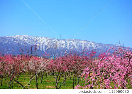長井市最上川梅花盛開的梅林 113960080