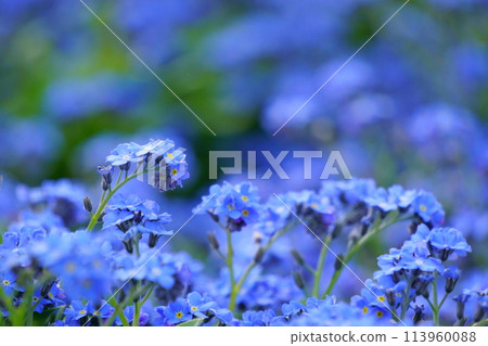 Blue forget-me-not flower 1 Blue forget-me-not flower 1 113960088