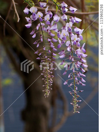 Close-up of wisteria inflorescence (wisteria in a park starting to bloom from above) Close-up of wisteria inflorescence (wisteria in a park starting to bloom from above) 113960298