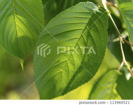 Fresh green cherry leaves Fresh green cherry leaves 113960521