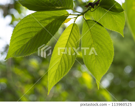 Fresh green cherry leaves Fresh green cherry leaves 113960525