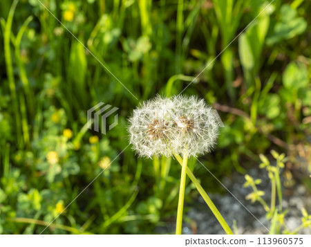 蒲公英的絨毛 蒲公英的絨毛 113960575