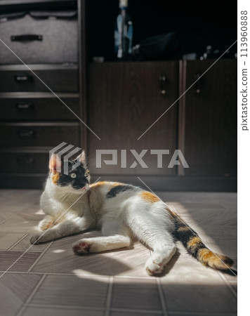 A cute kitten basking in the warm sunlight inside a charming home filled A cute kitten basking in the warm sunlight inside a charming home filled 113960888