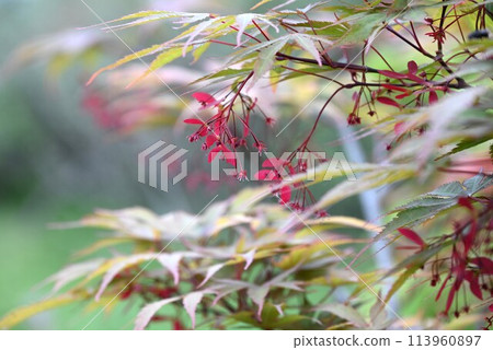 Yamamomiji flowers 113960897