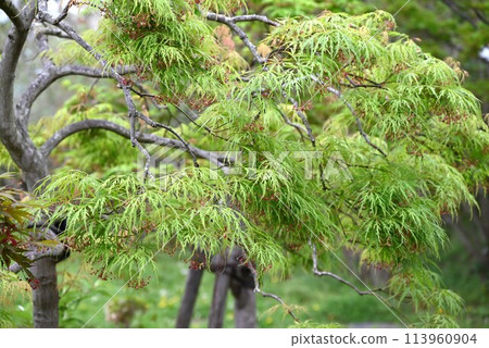 Yamamomiji flowers 113960904