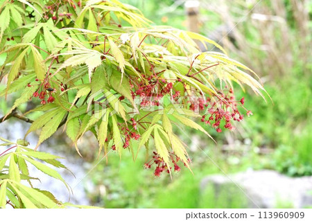 Yamamomiji flowers 113960909