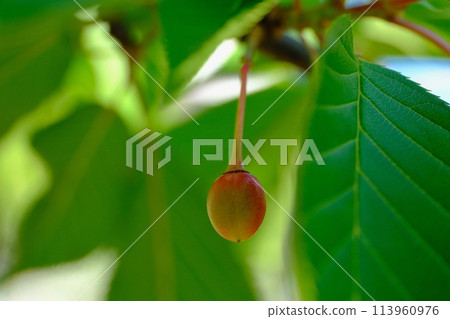 Winter Cherries 113960976