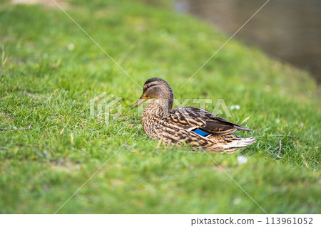 Mallard or wild duck Anas platyrhynchos female in a green grass. Beautiful waterfowl. Close up 113961052