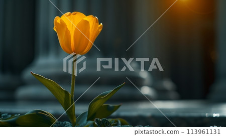 Yellow flower in front of building 113961131