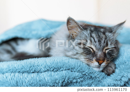 sleeping gray domestic cat on soft blanket 113961170