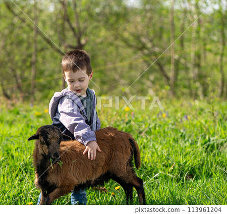 Three year old caucasian toddler boy petting a cameroonian sheep. Friendship with the animal. Petting zoo. Sunny spring day Three year old caucasian toddler boy petting a cameroonian sheep. Friendship with the animal. Petting zoo. Sunny spring day 113961204