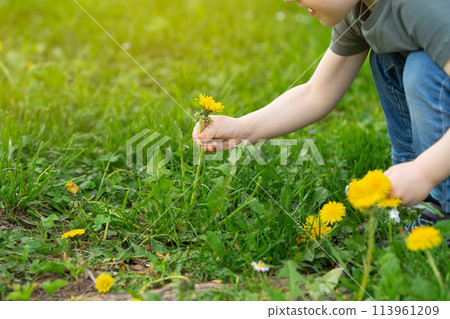 Three year old caucasian toddler boy picks a yellow dandelion in his hands. Nature and childhood concept. Three year old caucasian toddler boy picks a yellow dandelion in his hands. Nature and childhood concept. 113961209
