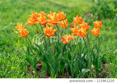 Beautiful orange tulips blooms in the spring garden. Selective focus Beautiful orange tulips blooms in the spring garden. Selective focus 113961220