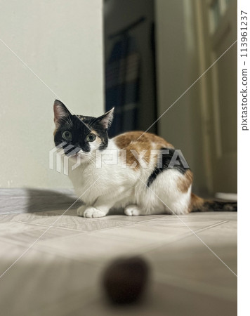 A curious cat with white, brown, and black fur sits on the floor near a fuzzy ball toy and looks directly at the camera. A curious cat with white, brown, and black fur sits on the floor near a fuzzy ball toy and looks directly at the camera. 113961237