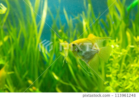 A vibrant freshwater angelfish displays its elegant fins as it glides through a lush underwater garden of green aquatic plants. 113961248
