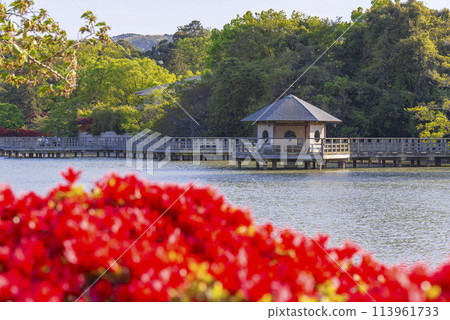 Nagaoka Tenmangu Shrine: Kirishima azaleas in full bloom and Hexagonal Pavilion Nagaoka Tenmangu Shrine: Kirishima azaleas in full bloom and Hexagonal Pavilion 113961733