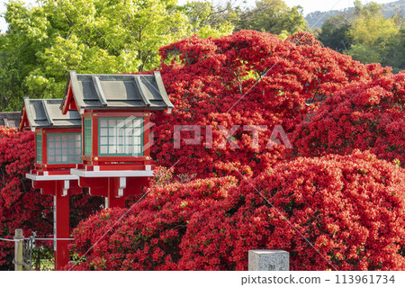 長岡天滿宮神社霧島杜鵑花盛開 長岡天滿宮神社霧島杜鵑花盛開 113961734