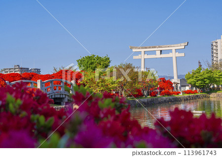 Nagaoka Tenmangu Shrine: Kirishima azaleas in full bloom and the large torii gate 113961743