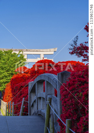Nagaoka Tenmangu Shrine: Kirishima azaleas in full bloom and the large torii gate Nagaoka Tenmangu Shrine: Kirishima azaleas in full bloom and the large torii gate 113961746