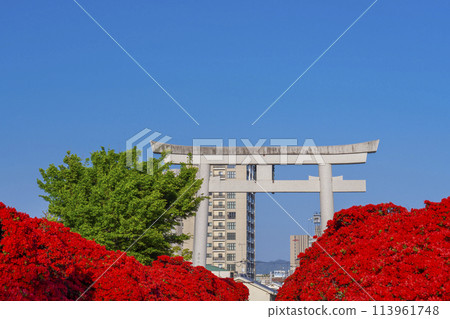 長岡天滿宮霧島杜鵑花盛開，前面的大鳥居 113961748