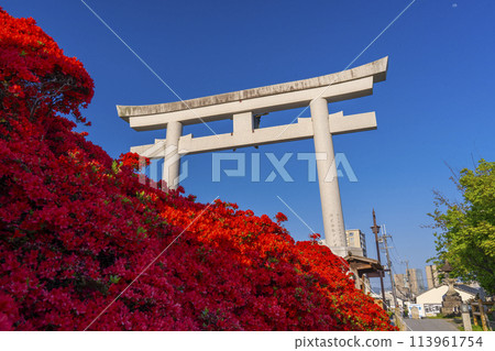 長岡天滿宮霧島杜鵑花盛開,前面的大鳥居 長岡天滿宮霧島杜鵑花盛開,前面的大鳥居 113961754