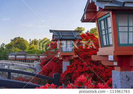京都長岡天滿宮霧島杜鵑花盛開 113961763