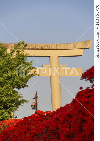 京都長岡天滿宮霧島杜鵑花盛開 113961770