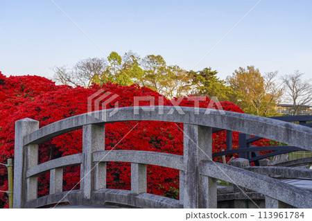 Kirishima azalea in full bloom at Nagaoka Tenmangu Shrine in Kyoto 113961784