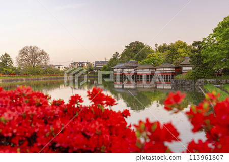 京都長岡天滿宮銀水亭和霧島杜鵑花盛開 113961807