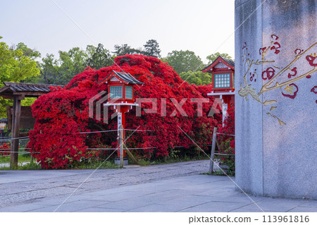 Kyoto Nagaoka Tenmangu Shrine: Twilight sky and Kirishima azalea in full bloom 113961816