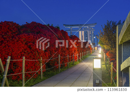 Kyoto Nagaoka Tenmangu Shrine Kirishima Azalea Night View Kyoto Nagaoka Tenmangu Shrine Kirishima Azalea Night View 113961830