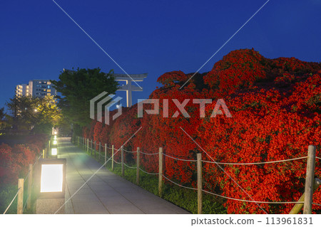 Kyoto Nagaoka Tenmangu Shrine Kirishima Azalea Night View Kyoto Nagaoka Tenmangu Shrine Kirishima Azalea Night View 113961831