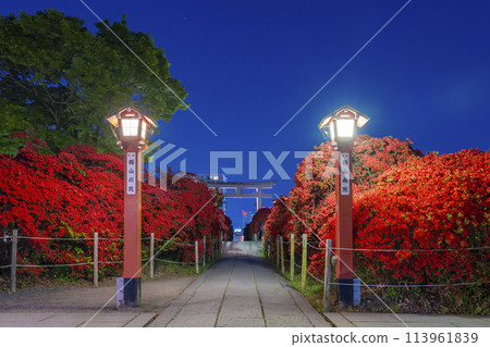 京都，長岡天滿宮，霧島杜鵑花走道，夜景 113961839