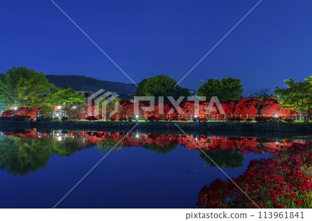 Kyoto Nagaoka Tenmangu Shrine Kirishima Azalea reflected in the pond Night view 113961841