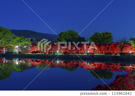 京都長岡天滿宮神社霧島杜鵑倒映在池塘夜景中 京都長岡天滿宮神社霧島杜鵑倒映在池塘夜景中 113961842