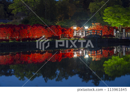 京都長岡天滿宮神社霧島杜鵑倒映在池塘夜景中 113961845