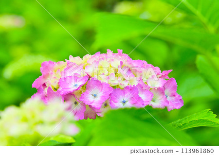 Beautiful hydrangea flowers seen through a macro lens 113961860