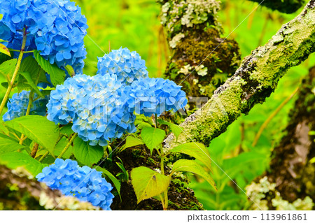 Beautiful hydrangea flowers at the Hydrangea Temple in Mikawa 113961861