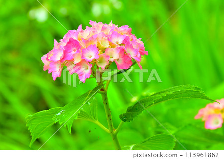 用微距鏡頭觀察美麗的繡球花 113961862