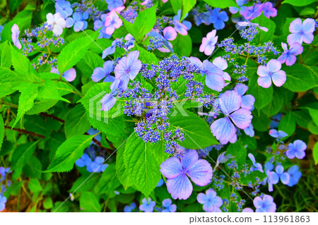 三河繡球寺美麗的繡球花 113961863