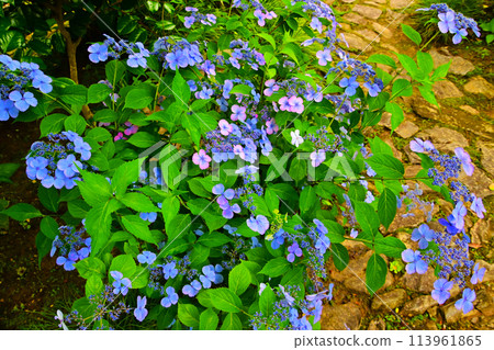 Beautiful hydrangea flowers at the Hydrangea Temple in Mikawa Beautiful hydrangea flowers at the Hydrangea Temple in Mikawa 113961865