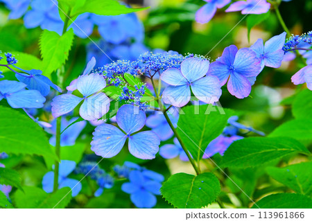 Beautiful hydrangea flowers at the Hydrangea Temple in Mikawa 113961866