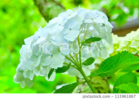 Beautiful hydrangea flowers seen through a macro lens Beautiful hydrangea flowers seen through a macro lens 113961867