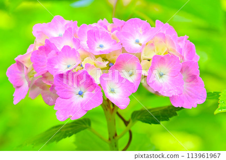 Beautiful hydrangea flowers seen through a macro lens 113961967