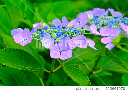 三河繡球寺美麗的繡球花 三河繡球寺美麗的繡球花 113961978